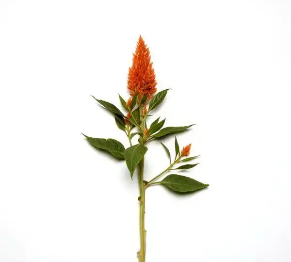 Целозия Сандей Брайт Оранж - Celosia plumosa Sunday Bright Orange - Фото №2