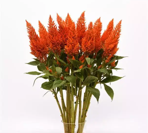 Целозия Сандей Брайт Оранж - Celosia plumosa Sunday Bright Orange - Фото №3