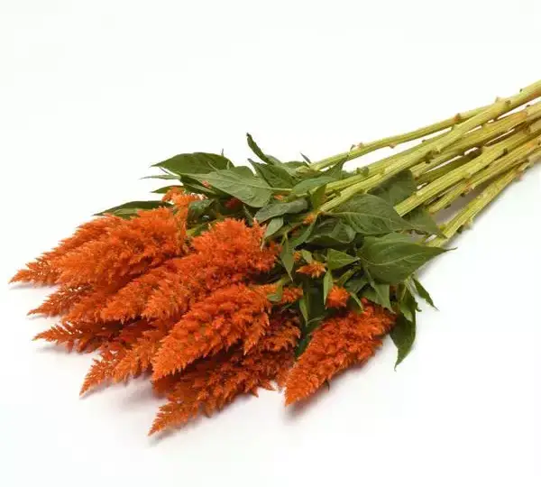 Целозия Сандей Брайт Оранж - Celosia plumosa Sunday Bright Orange - Фото №4