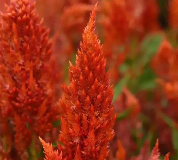 Целозия Сандей Брайт Оранж - Celosia plumosa Sunday Bright Orange - Фото №1