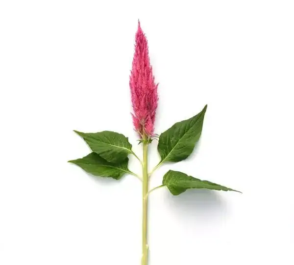 Целозия Сандей Брайт Пинк - Celosia plumosa Sunday Bright Pink - Фото №2