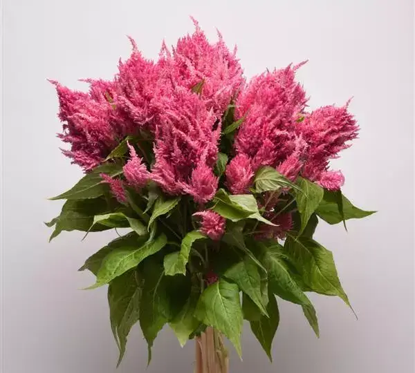 Целозия Сандей Брайт Пинк - Celosia plumosa Sunday Bright Pink - Фото №3