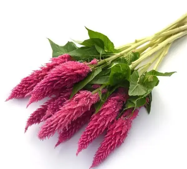 Целозия Сандей Брайт Пинк - Celosia plumosa Sunday Bright Pink - Фото №4