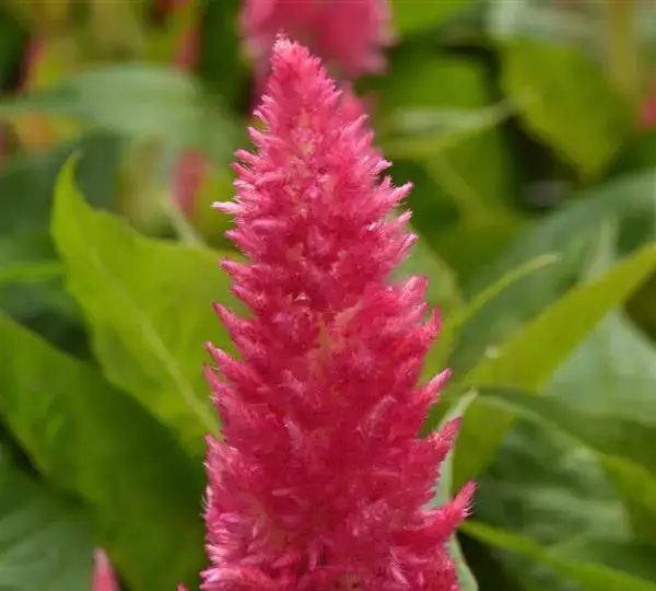 Целозия Сандей Брайт Пинк - Celosia plumosa Sunday Bright Pink - Фото №1