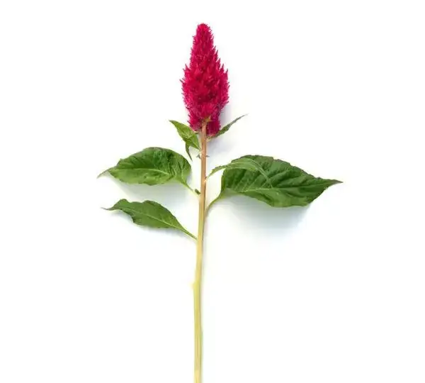 Целозия Сандей Черри - Celosia plumosa Sunday Cherry - Фото №2