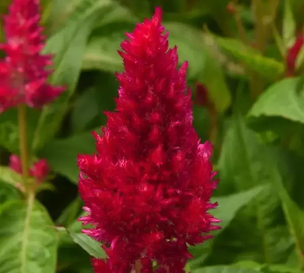 Целозия Сандей Черри - Celosia plumosa Sunday Cherry - Фото №1
