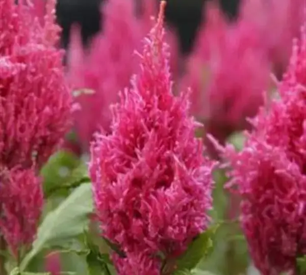 Целозия Сандей Дарк Пинк - Celosia plumosa Sunday Dark Pink - Фото №1