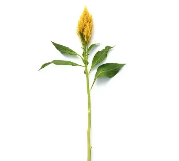 Целозия Сандей Голд - Celosia plumosa Sunday Gold - Фото №2
