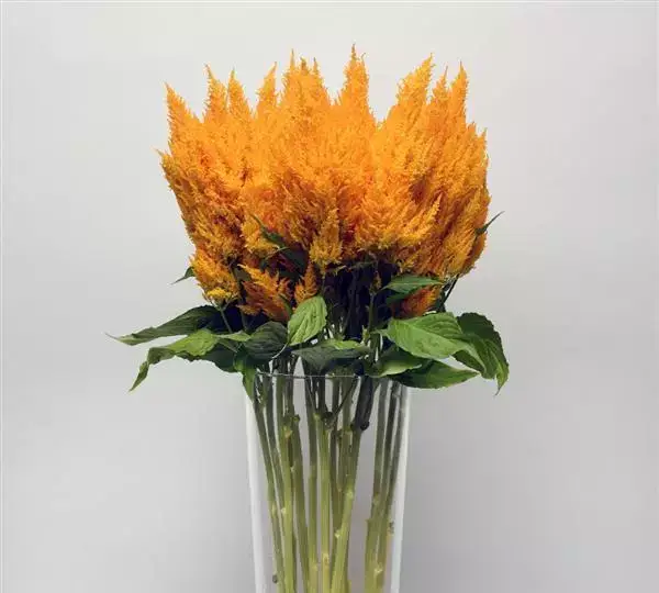 Целозия Сандей Голд - Celosia plumosa Sunday Gold - Фото №3