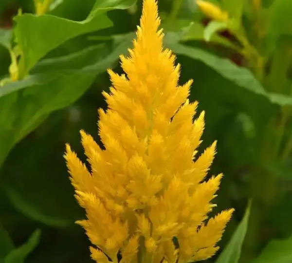 Целозия Сандей Голд - Celosia plumosa Sunday Gold - Фото №1
