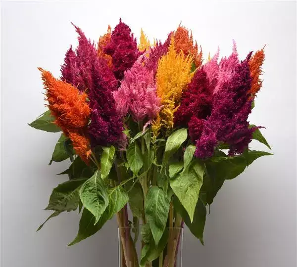 Целозия Сандей Микс - Celosia plumosa Sunday Mixture - Фото №2