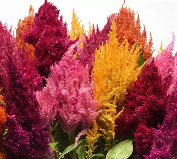 Целозия Сандей Микс - Celosia plumosa Sunday Mixture - Фото №1