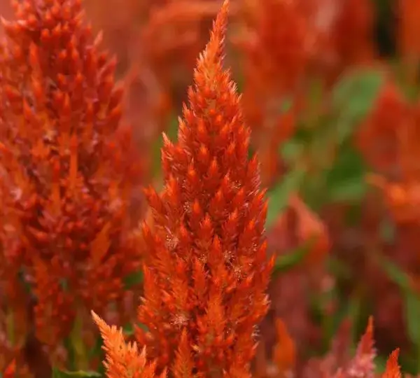 Целозия Сандей Оранж - Celosia plumosa Sunday Orange - Фото №1