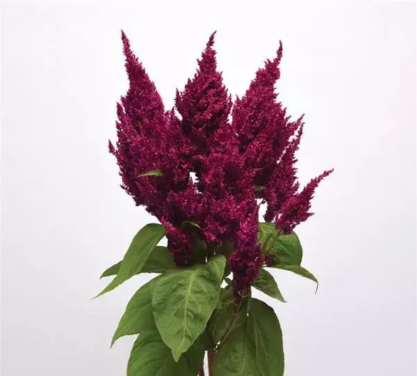 Целозия Сандей Пёрпл - Celosia plumosa Sunday Purple - Фото №2
