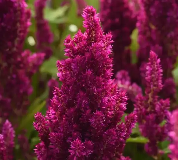 Целозия Сандей Пёрпл - Celosia plumosa Sunday Purple - Фото №1