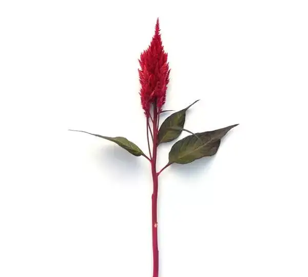 Целозия Сандей Ред - Celosia plumosa Sunday Red - Фото №2
