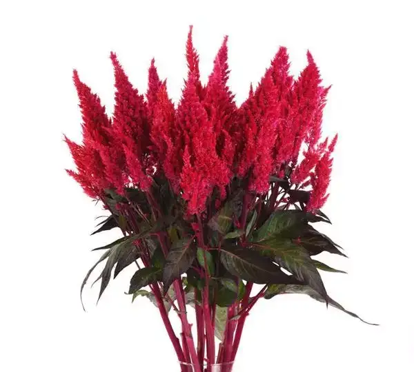 Целозия Сандей Ред - Celosia plumosa Sunday Red - Фото №3