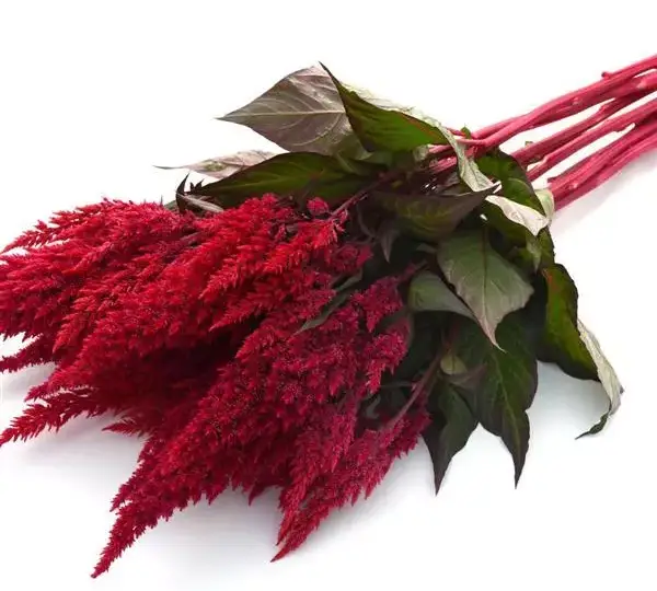 Целозия Сандей Ред - Celosia plumosa Sunday Red - Фото №4