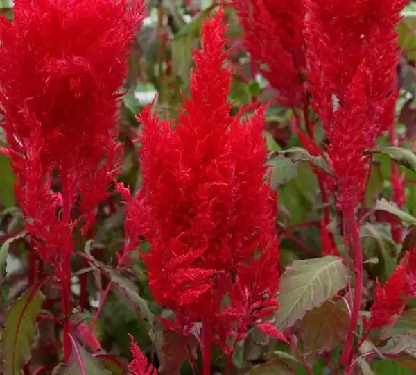 Целозия Сандей Ред - Celosia plumosa Sunday Red - Фото №1