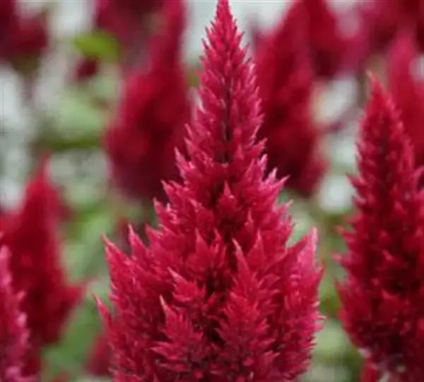 Целозия Сандей Вайн Ред - Celosia plumosa Sunday Wine Red - Фото №1