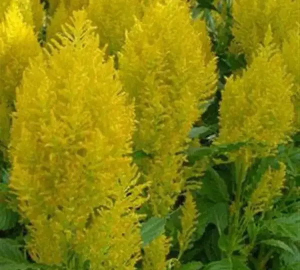 Целозия Сандей Йеллоу  - Celosia plumosa Sunday Yellow - Фото №1