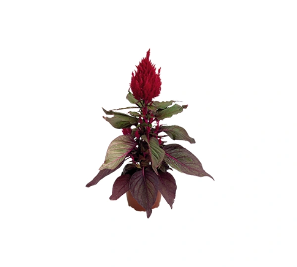 Целозия Смарт Лук Ред - Celosia Smart Look Red - Фото №2