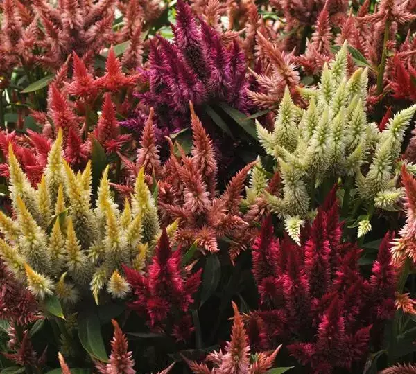 Целозия Селвей Микс - Celosia spicata Celway Mixture - Фото №1
