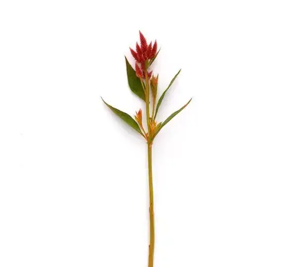 Целозия Селвей Оранж - Celosia spicata Celway Orange - Фото №2
