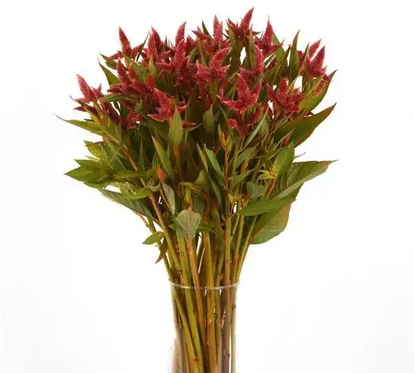 Целозия Селвей Оранж - Celosia spicata Celway Orange - Фото №3