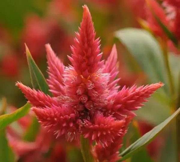 Целозия Селвей Оранж - Celosia spicata Celway Orange - Фото №1