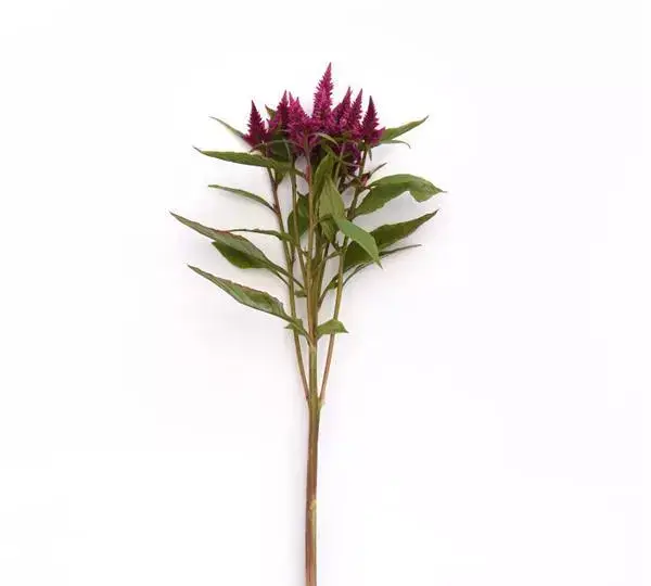 Целозия Селвей Пёрпл - Celosia spicata Celway Purple - Фото №2