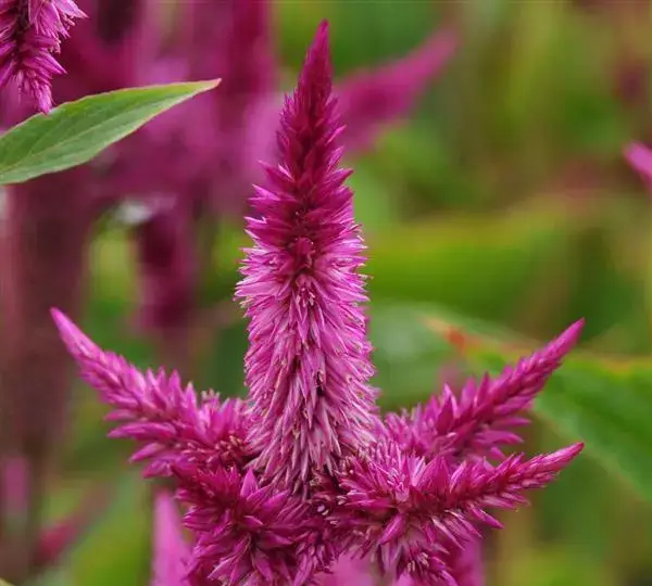 Целозия Селвей Пёрпл - Celosia spicata Celway Purple - Фото №1