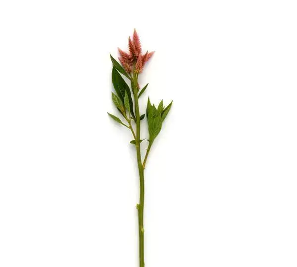 Целозия Селвей Салмон - Celosia spicata Celway Salmon - Фото №2