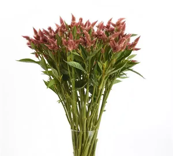 Целозия Селвей Салмон - Celosia spicata Celway Salmon - Фото №3