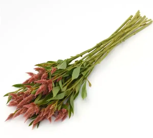 Целозия Селвей Салмон - Celosia spicata Celway Salmon - Фото №4