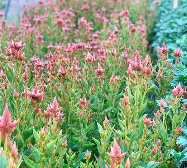 Целозия Селвей Салмон - Celosia spicata Celway Salmon - Фото №5