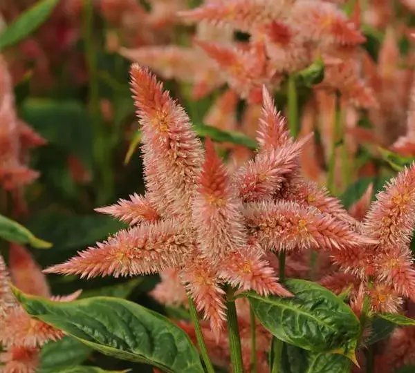 Целозия Селвей Салмон - Celosia spicata Celway Salmon - Фото №1