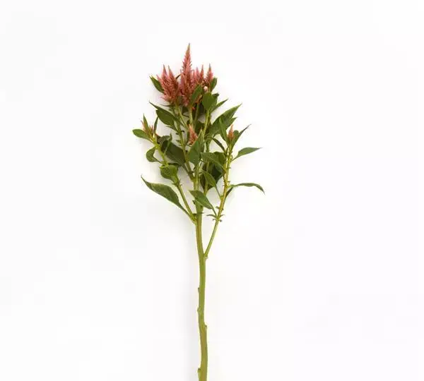 Целозия Селвей Терракотта - Celosia spicata Celway Terracotta - Фото №2