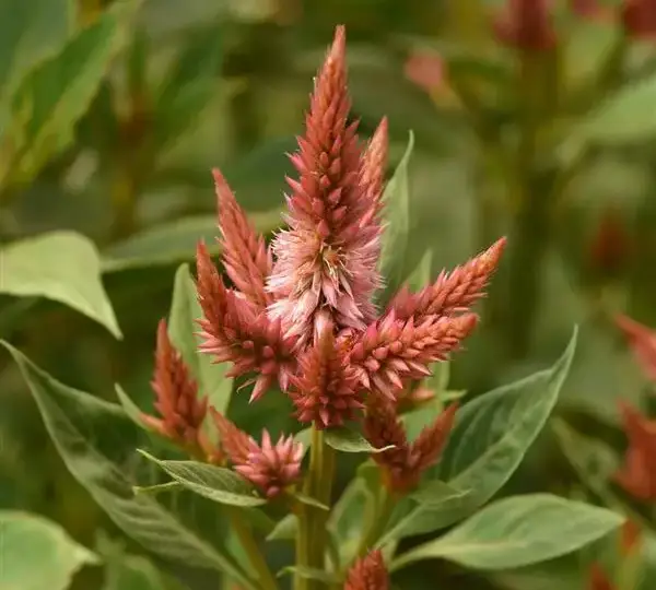 Целозия Селвей Терракотта - Celosia spicata Celway Terracotta - Фото №1