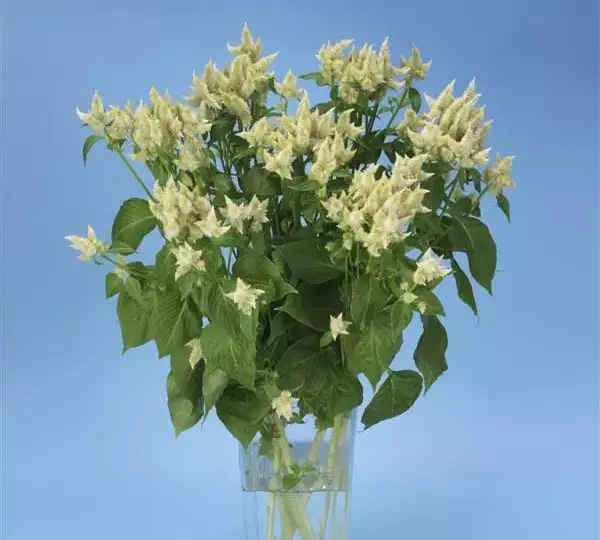 Целозия Селвей Уайт - Celosia spicata Celway White - Фото №2