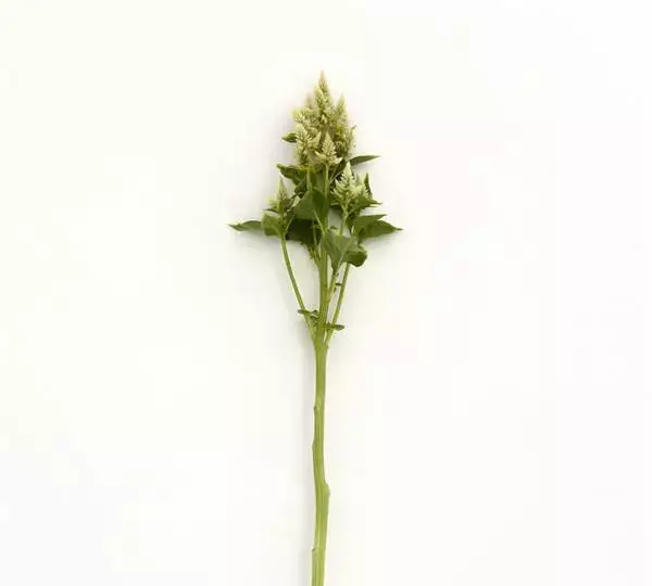 Целозия Селвей Уайт - Celosia spicata Celway White - Фото №3
