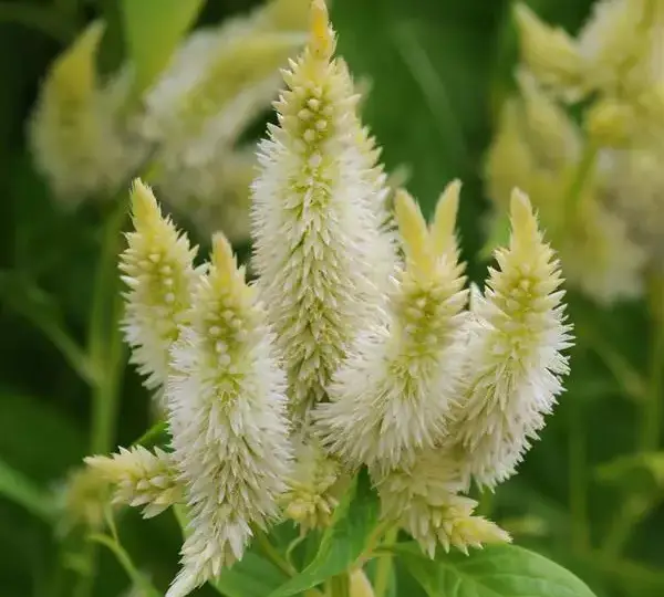 Целозия Селвей Уайт - Celosia spicata Celway White - Фото №1