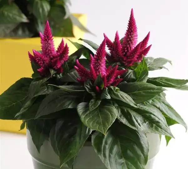 Целозия Космо Черри - Celosia spicata Kosmo Cherry - Фото №2