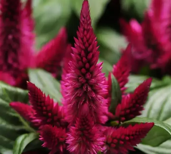 Целозия Космо Черри - Celosia spicata Kosmo Cherry - Фото №1