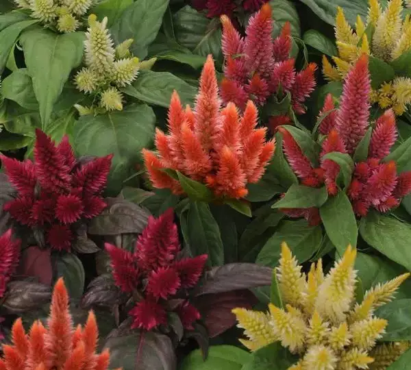 Целозия Космо Микс - Celosia spicata Kosmo Mixture - Фото №1