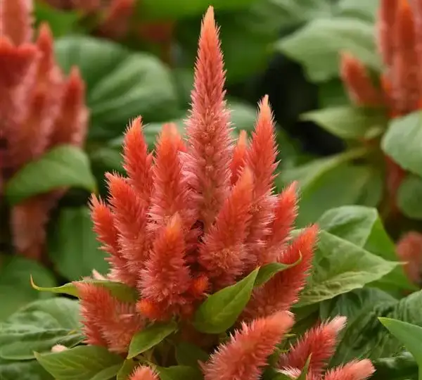 Целозия Космо Оранж - Celosia spicata Kosmo Orange - Фото №1