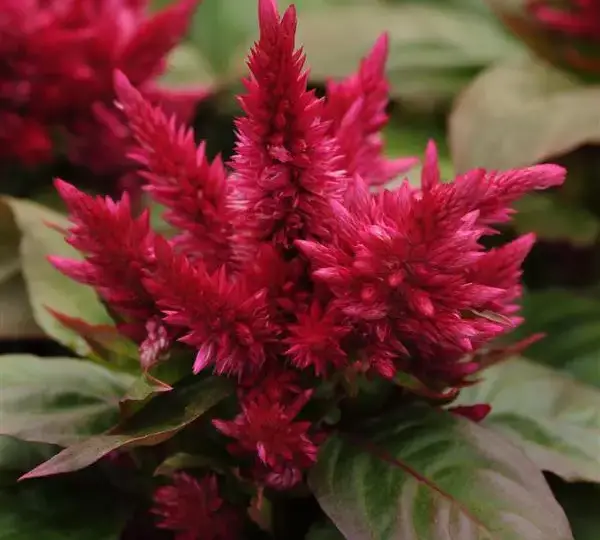 Целозия Космо Пёрпл Ред - Celosia spicata Kosmo Purple Red - Фото №1