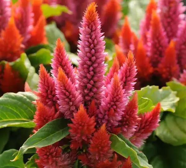 Целозия Космо Салмон - Celosia spicata Kosmo Salmon - Фото №1