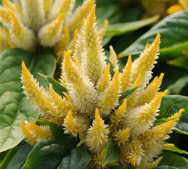 Целозия Космо Йеллоу - Celosia spicata Kosmo Yellow - Фото №1