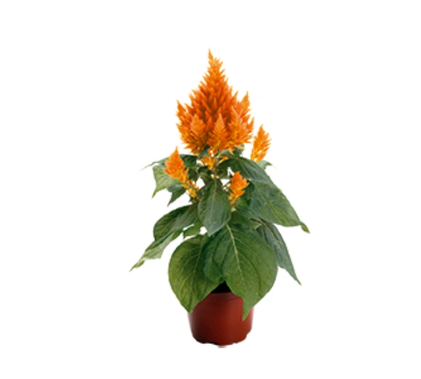 Целозия Фреш Лук Оранж - Fresh Look Orange - Фото №2